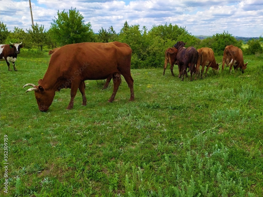A herd of brownand spotted cows graze on a meadow in front of the forest in summer