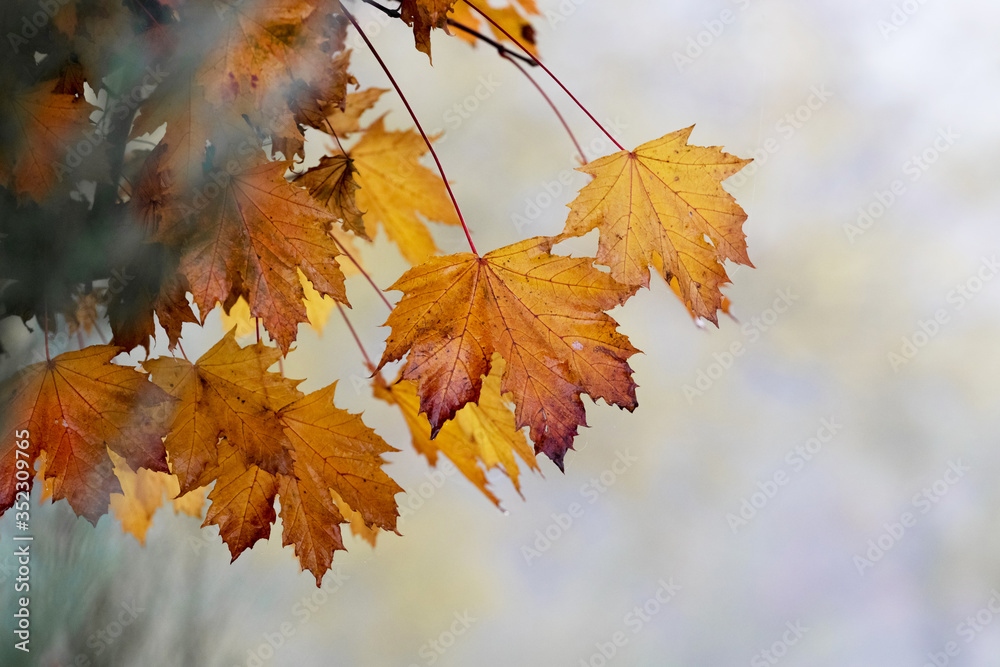 Autumn maple leaves in the fog. Autumn background Autumn maple leaves in the fog. Autumn background