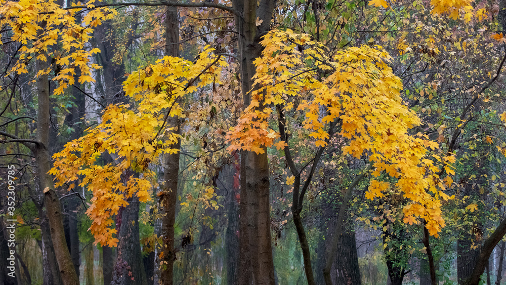Fototapeta premium Maple with yellow autumn leaves in the autumn park