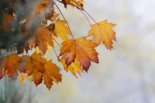 Autumn maple leaves in the fog. Autumn background