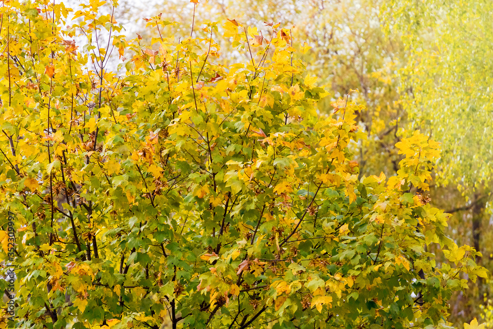 Background from colorful autumn maple leaves in the forest Background from colorful autumn maple leaves in the forest