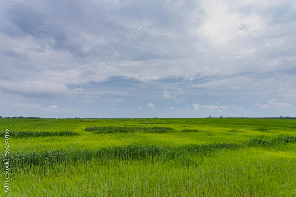 Fototapeta premium Greenfield and cloudy blue sky in Ukraine