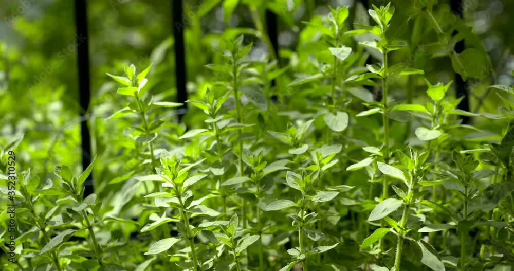 snipping oregano in a home garden with sound snipping oregano in a home garden with sound