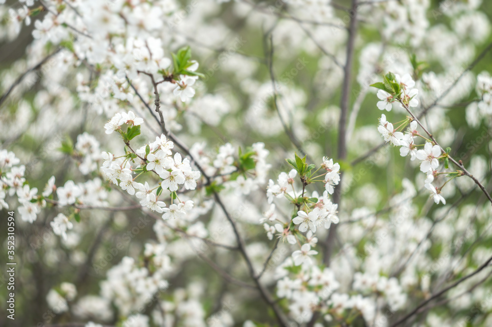Blooming cherry orchards in May. White flower branch in spring, close-up selective focus
