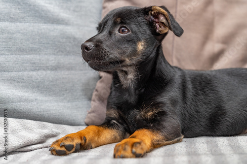 A young dog on the couch. Mixed breed dog at home. Light background.