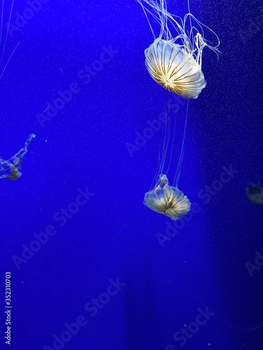 jellyfish in aquarium