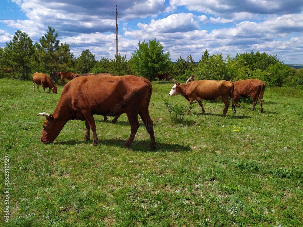 Naklejka premium A herd of brown and spotted cows graze on a meadow in front of the forest in summer