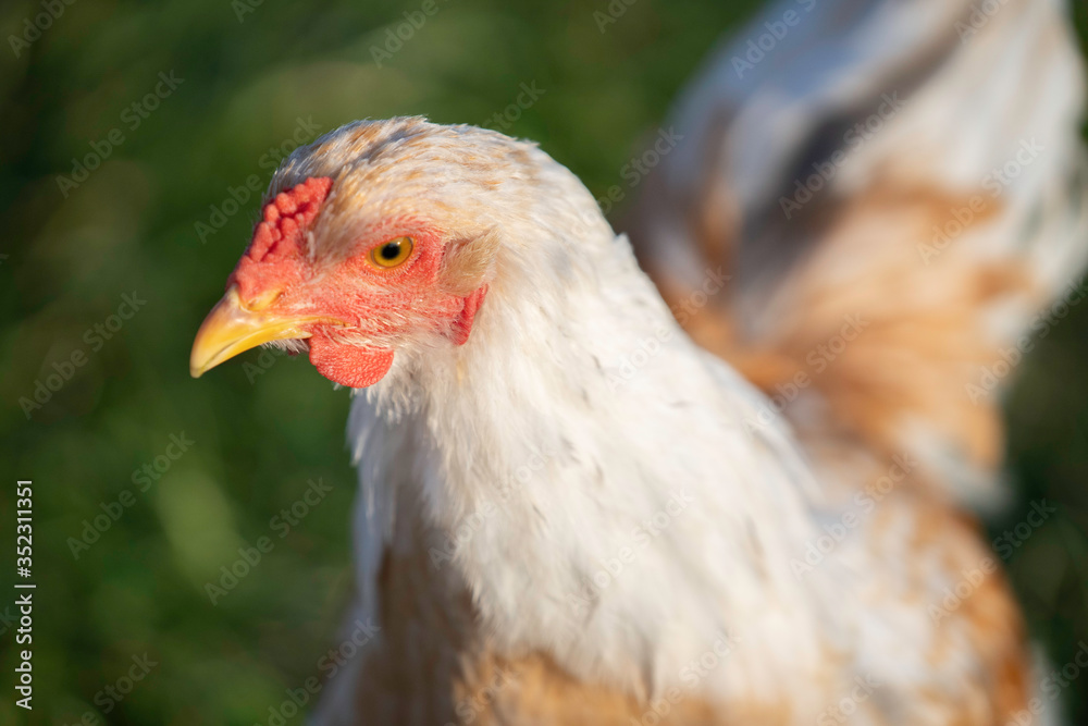 Portrait of a female Brahma breed chicken