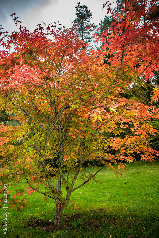 Naklejka premium Arce Joven