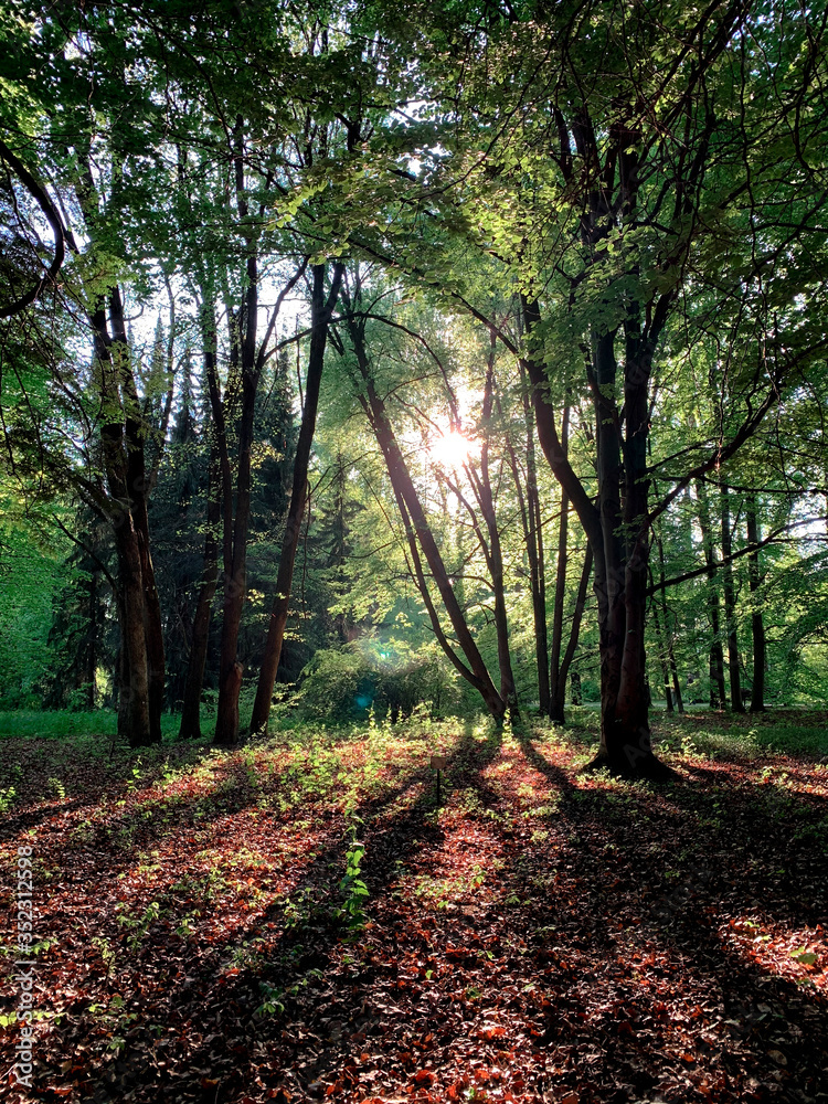 Naklejka premium path in the forest