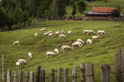 Sheeps on the country side with green background creating beautiful landscape photo