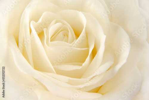 rose white  macro