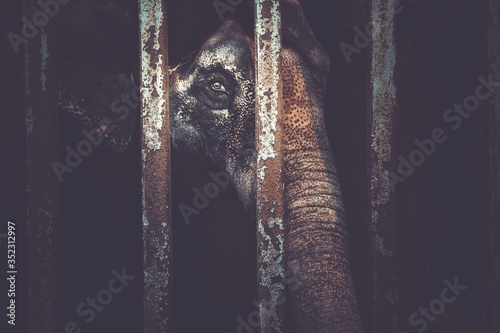 Canvastavla Portrait Of Elephant In Cage