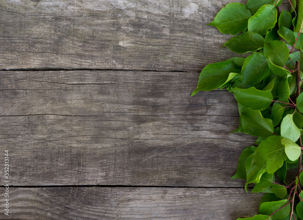 Branch with green leaves on rustic background. Free copy space. Branch with green leaves on rustic background. Free copy space.
