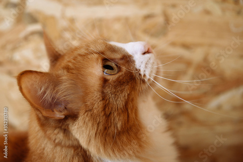 close-up photo of Maine Coon ginger cat in profile on wooden yellow background