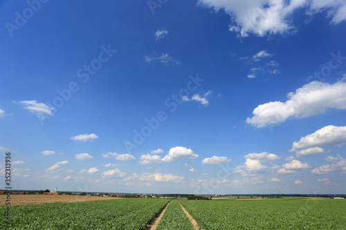 Krajobraz wiejski, pole z zielonym groszkiem, zielone kieki, przemysł rolniczy. 