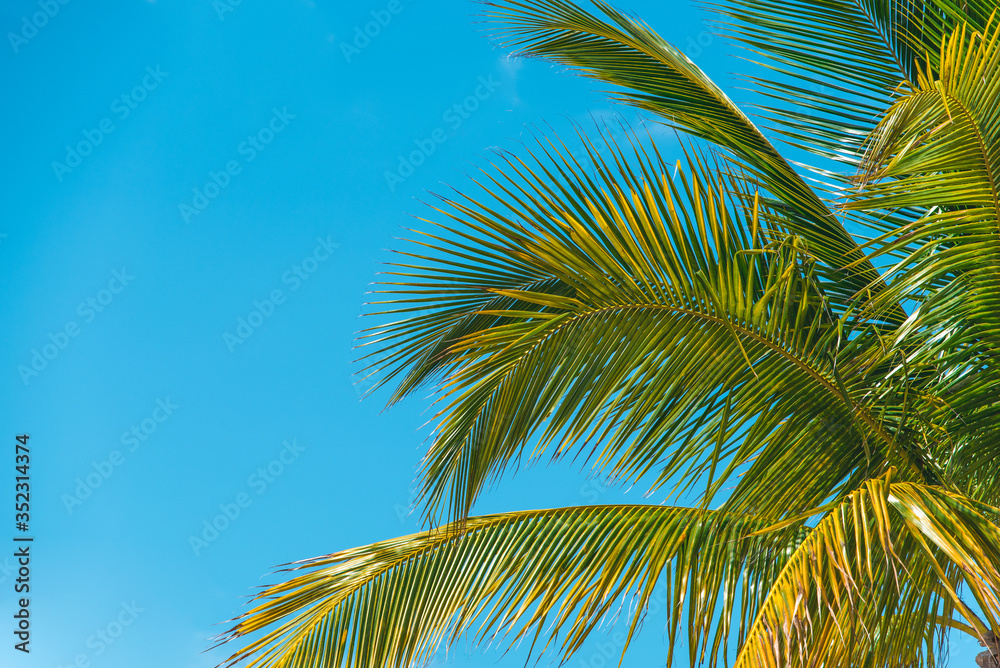 Coconut Palm tree branches. Blue sky on background. Summer vacation. Copy space. Coconut Palm tree branches. Blue sky on background. Summer vacation. Copy space.