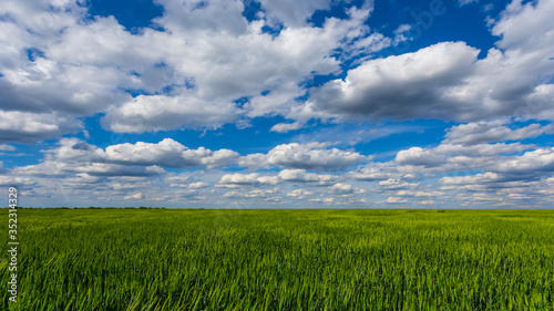 Photography green rural field under a blue sky with cumulus clouds