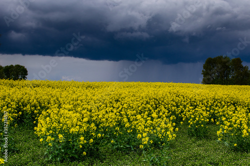 Fototapeta Naklejka Na Ścianę i Meble -  Dark contrasting skies over a yellow rape field