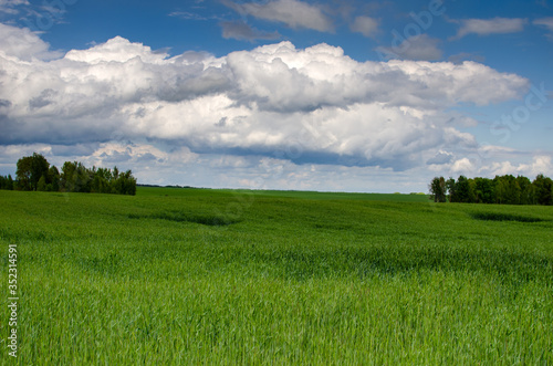 Green wheat field under beautiful clouds