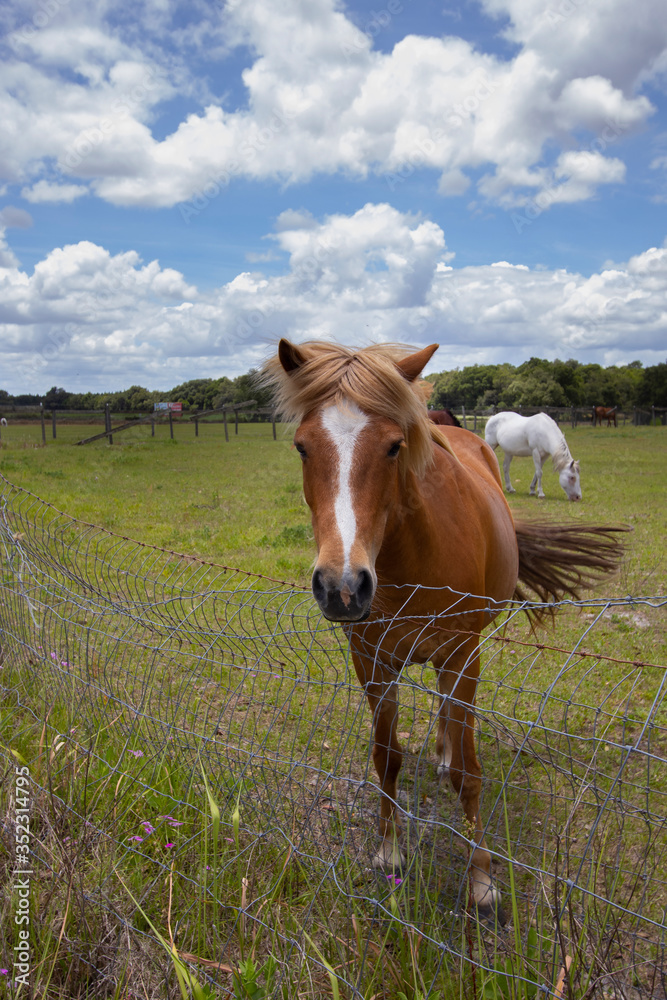 Horses on a ranch in north central Florida near Ocala Horses on a ranch in north central Florida near Ocala