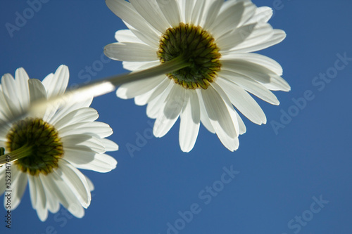 Daisies flower below against a clear sky. Summer concept