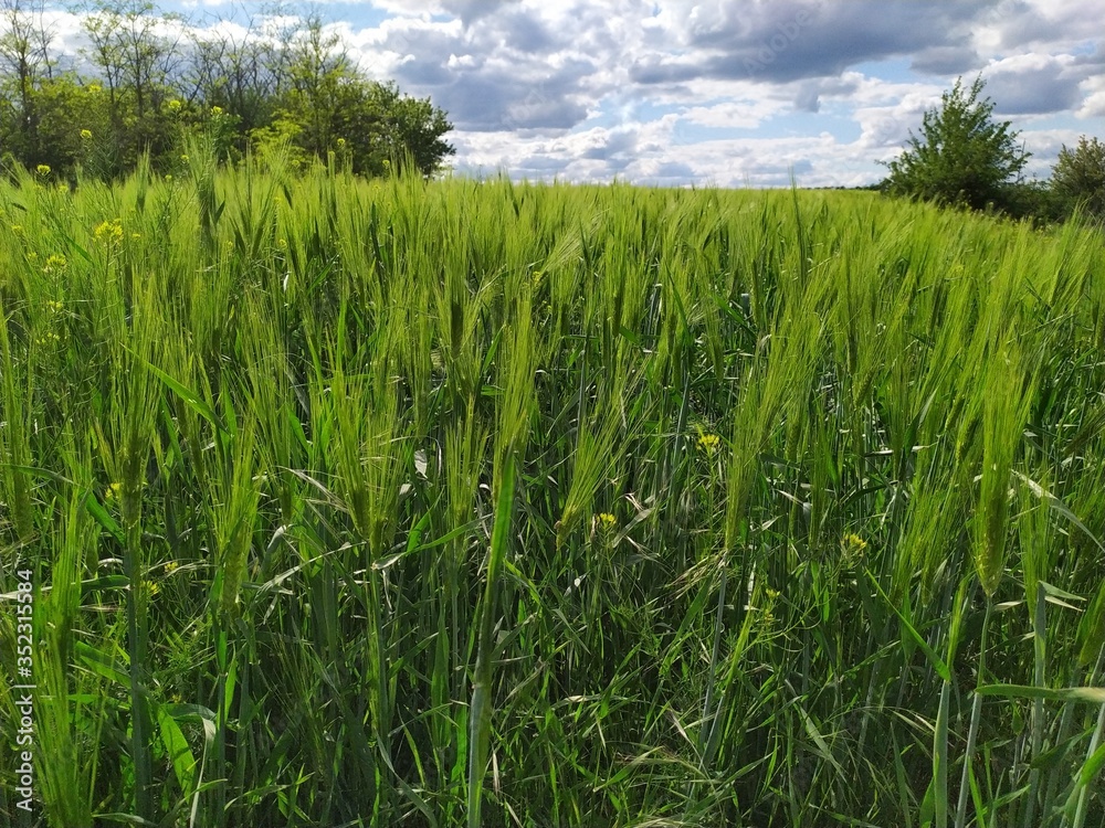 A greenfield of ears and grains under a blue sky A greenfield of ears and grains under a blue sky