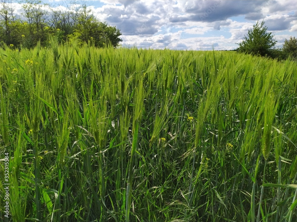 A greenfield of ears and grains under a blue sky