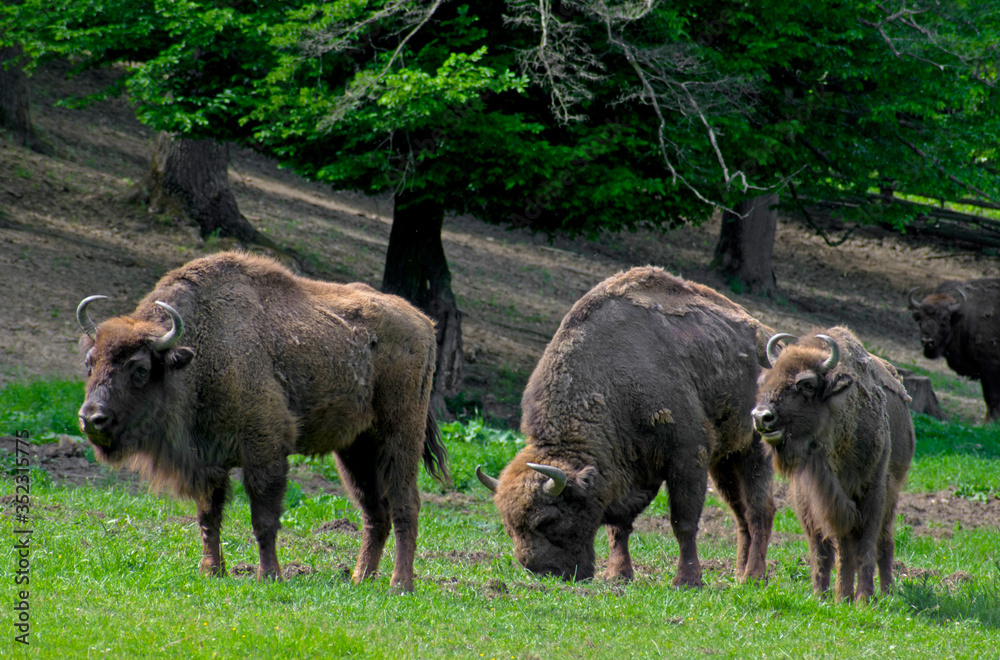 Fototapeta premium Family of bison grazing on pastures. Aurochs