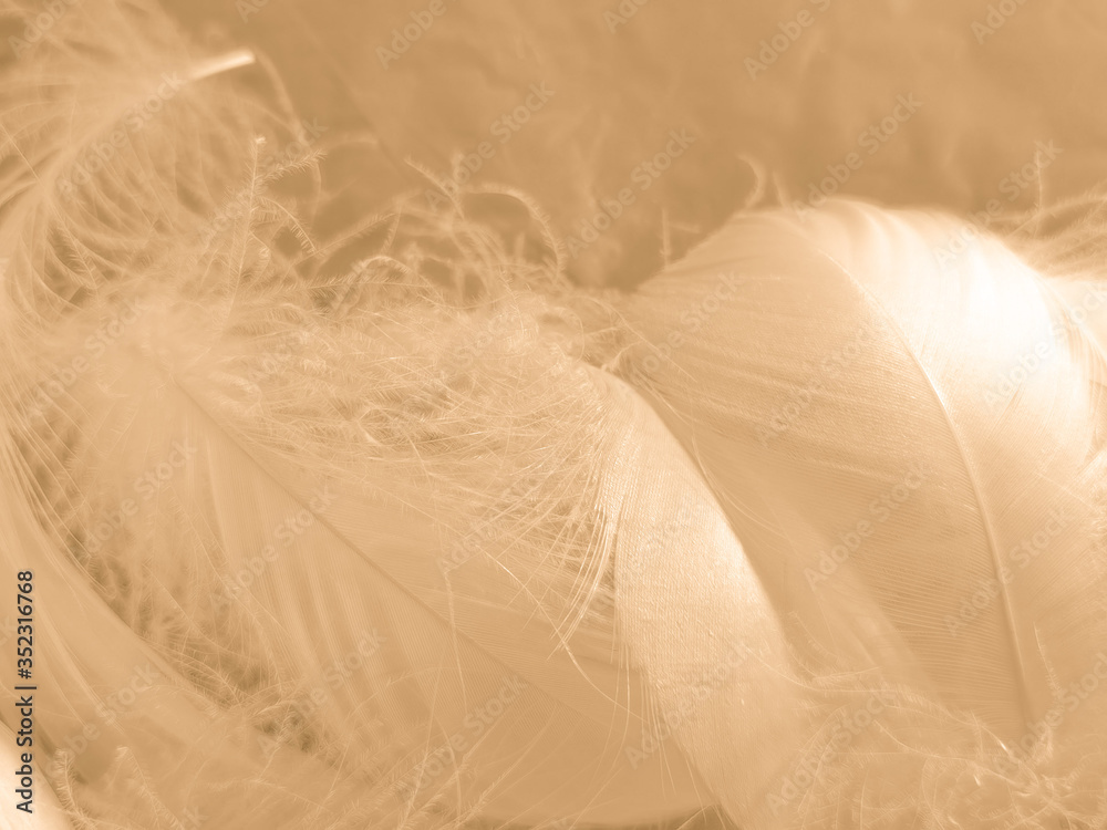 Obraz premium Beautiful abstract white and brown feathers on white background and soft yellow feather texture on white pattern and yellow background, feather background, gold feathers banners