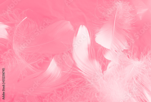 Beautiful abstract white and pink feathers on white background and soft white feather texture on pink pattern and pink background  feather background  pink banners