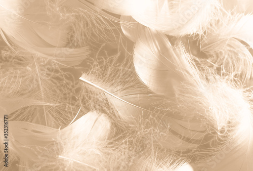 Beautiful abstract white and brown feathers on white background and soft yellow feather texture on white pattern and yellow background  feather background  gold feathers banners