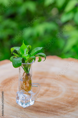 Green plant with succulent leaves and roots in a glass with water