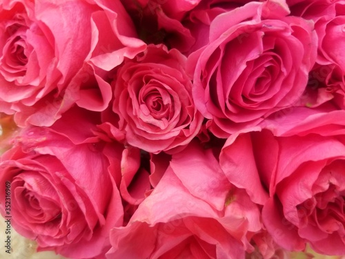 pink roses background