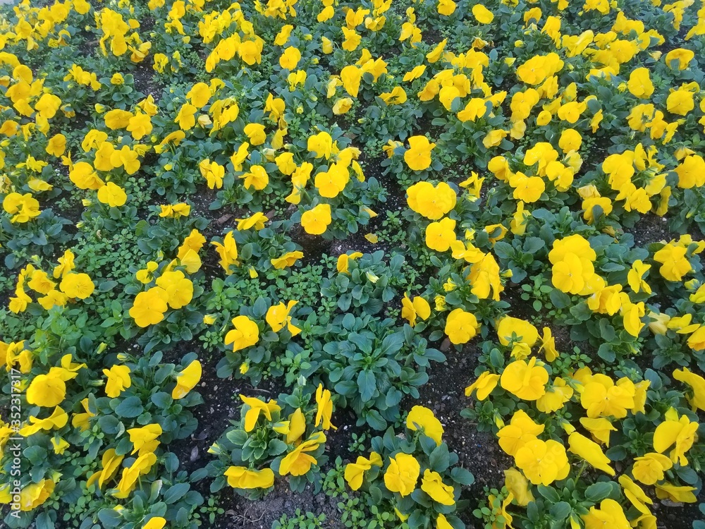 yellow flowers background yellow flowers background