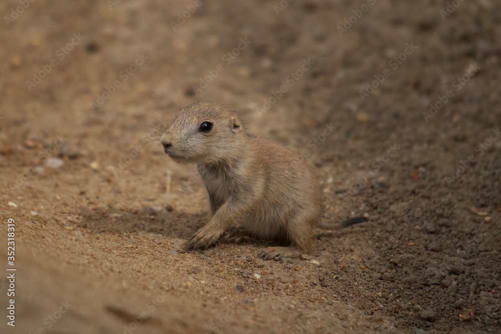 Black-tailed prairie dog (Cynomys ludovicianus) Black-tailed prairie dog (Cynomys ludovicianus)