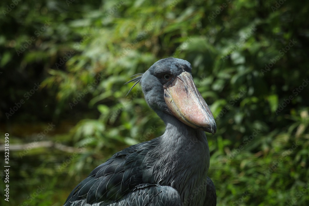 Fototapeta premium Shoebill (Balaeniceps rex) standing surrounded by plants