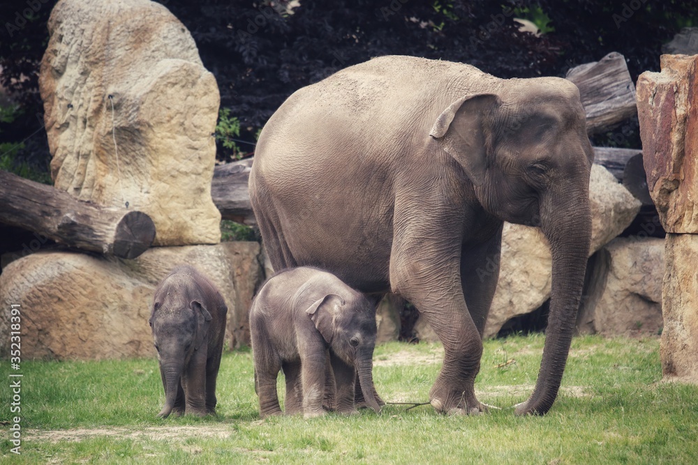 Mother asian elephant, elephant family