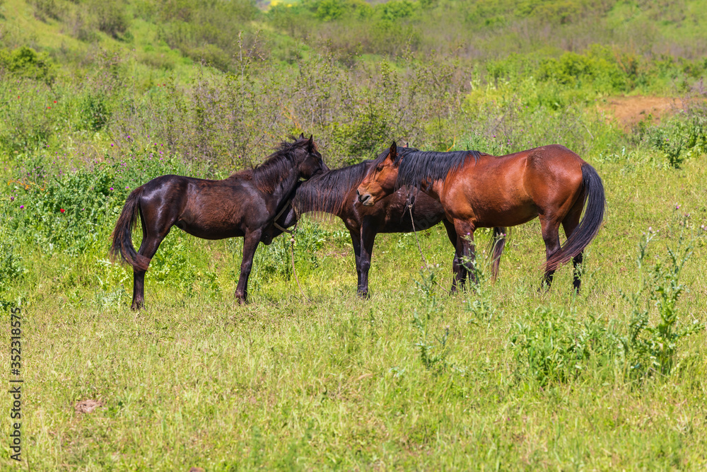 Grazing horses on a field in spring