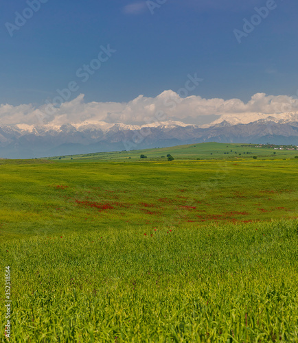 Blooming poppy fields in the spring in the mountains © alexmu