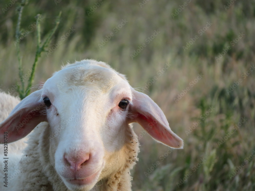 sheep lambs wool animal milk natural meat food farm sheep lambs wool animal milk natural meat food farm