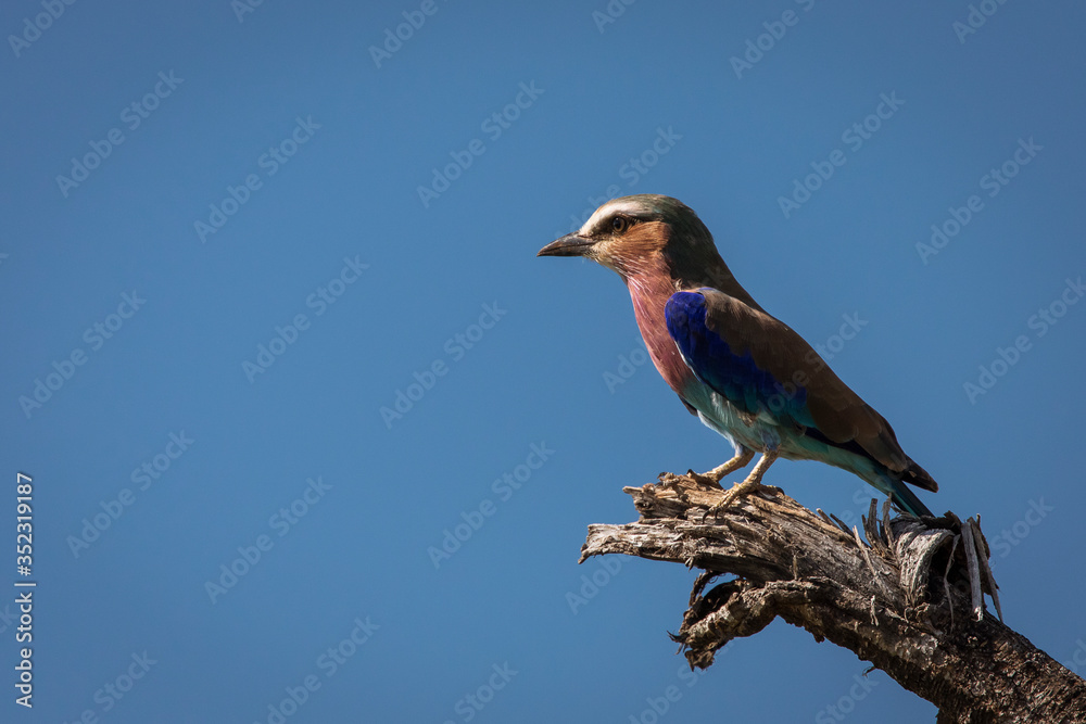 Fototapeta premium A colorful lilac-breasted roller sitting on tree during safari in Tarangire National Park, Tanzania.