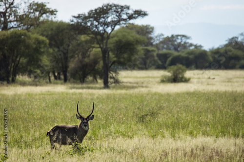 Closeup of Impala image taken on Safari located in the Tarangire  National park  Tanzania.