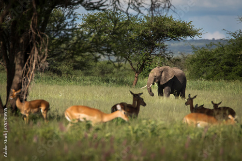 Beautiful elephants and impalas during safari in Tarangire National Park  Tanzania with trees in background.