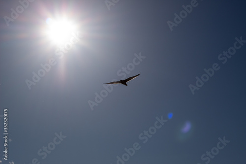 seagull flying to the sun © APWDT LLC