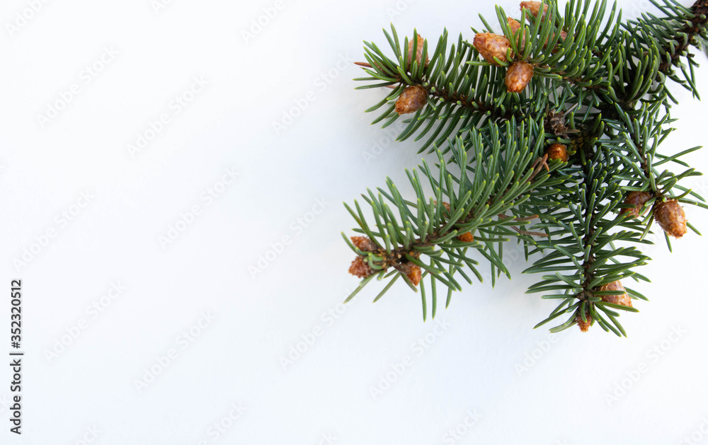 A spruce branch with small young cones isolated on a white background.The concept of the new year and Christmas. Space for text