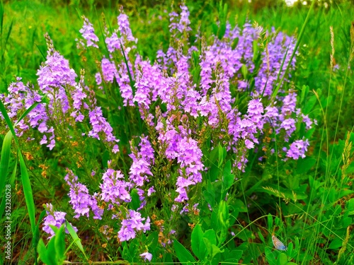 Beautiful wild field blue purple pink flowers on the meadow in spring and sammer photo