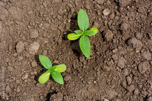 Sunflower Sprout Close-up, Top View, Flat Lay.
Cotyledons and four leaves of a sunflower sprout. Copy space, place for text. Agriculture. Ukraine