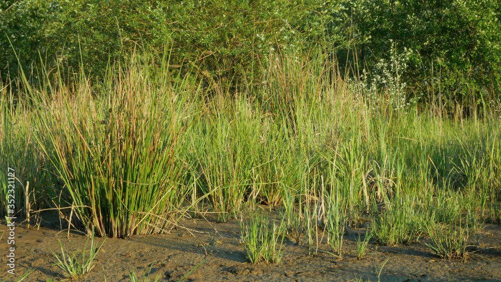 Drought wetland, swamp clay rushes Juncus drying up cracked soil crust earth climate change, environmental disaster and earth cracks, death for plants tree wood, soil dry degradation pond lake Drought wetland, swamp clay rushes Juncus drying up cracked soil crust earth climate change, environmental disaster and earth cracks, death for plants tree wood, soil dry degradation pond lake