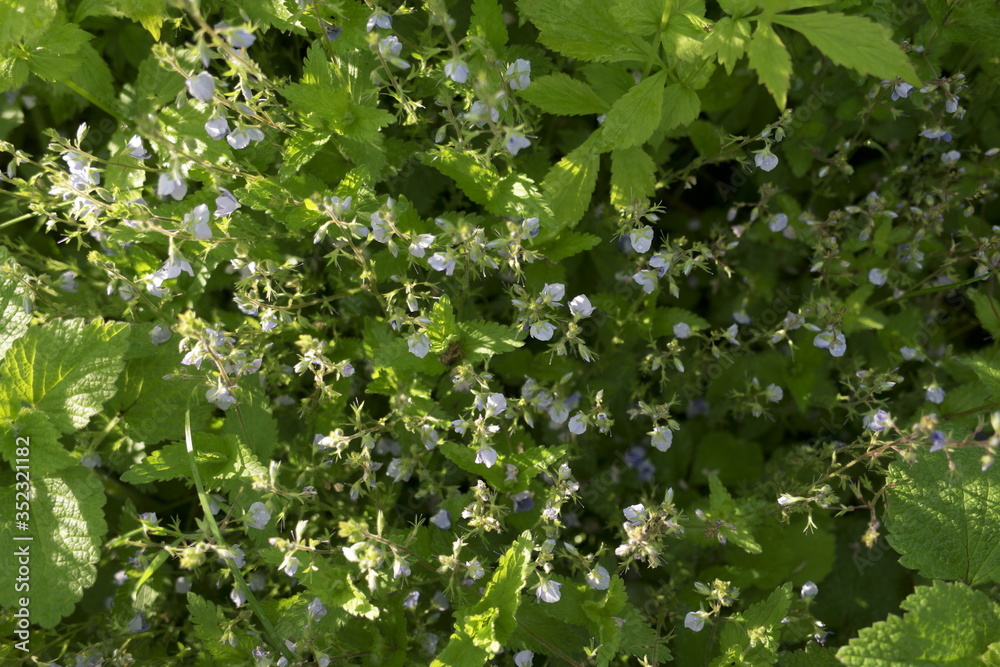 forest blue flowers with raindrops
forest blue flowers with raindrops
